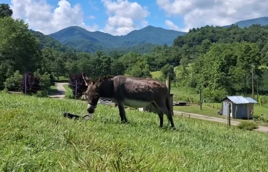Pasture and Blue Ridge mountains at Bea's Farm, a donkey grazing in the foreground